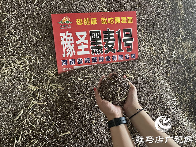 吨源种业黑小麦产量再创历史新高