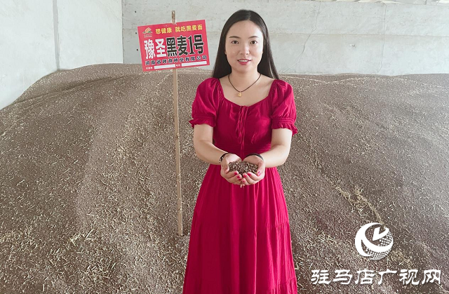 吨源种业黑小麦产量再创历史新高