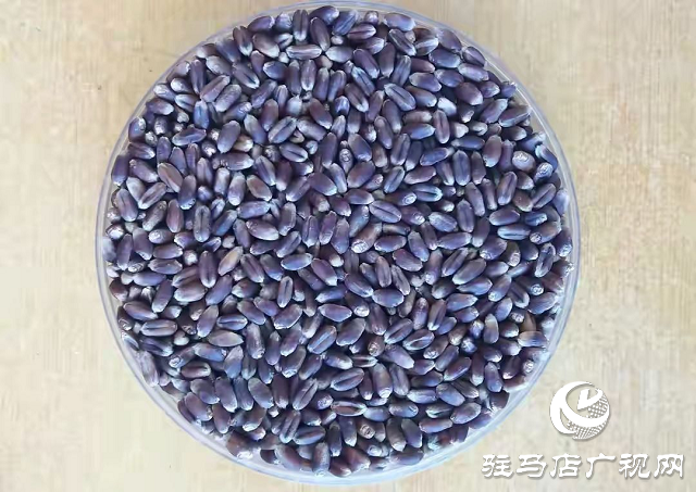 吨源种业黑小麦产量再创历史新高