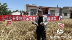 专家见证：麦熟宝大显神威，亩均增产220斤！
