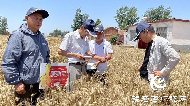 专家见证：麦熟宝大显神威，亩均增产220斤！