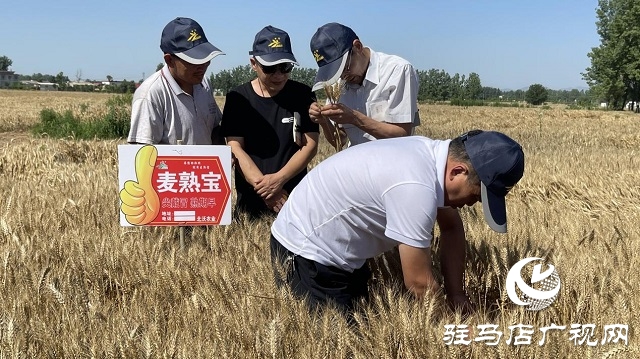 专家见证：麦熟宝大显神威，亩均增产220斤！