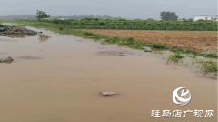 驿城区热线办积极协调 农田积水引入沟渠
