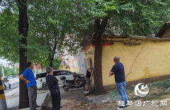 驻马店：大树倾倒压房屋 12345政务服务热线及时排险情