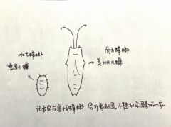 你家里要是发现了南方蟑螂 可能是跟着快递盒过来的