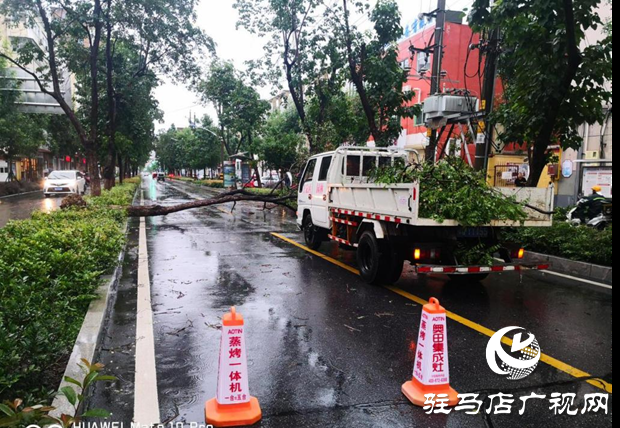 风雨刮倒树木成隐患 园林工人忙清理还道路畅通