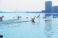 北龙湖天鹅湖宝成功“首航”