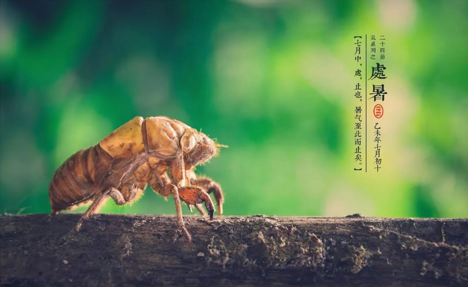 今日处暑：夏天渐渐告别，一起迎接秋日