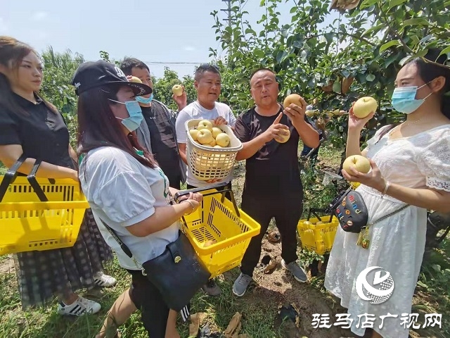 驻马店胡庙乡：开拓新兴产业 助力乡村振兴