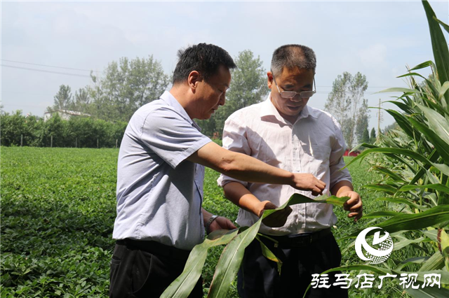 加强田间中后期管理 确保秋粮丰产丰收