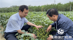加强田间中后期管理 确保秋粮丰产丰收