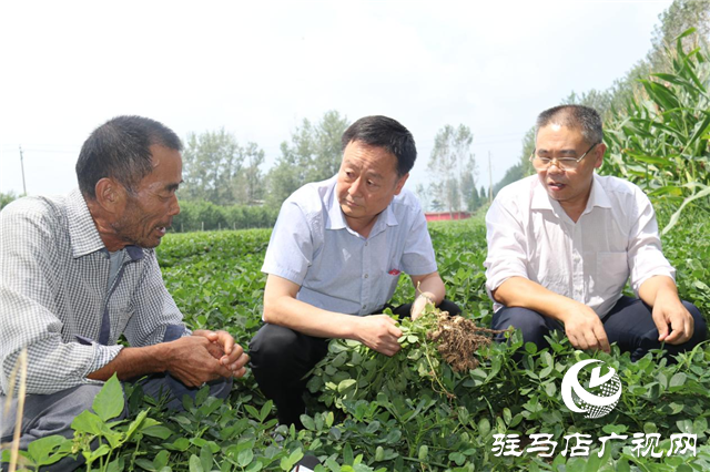 加强田间中后期管理 确保秋粮丰产丰收