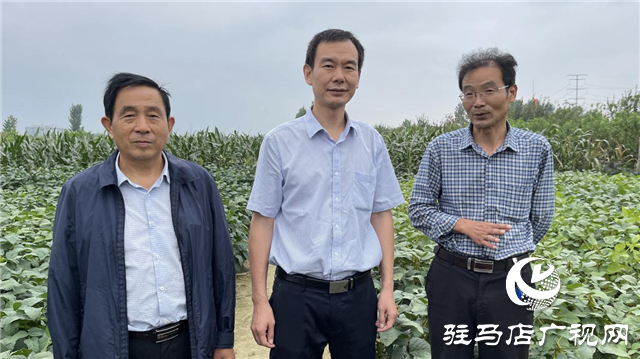 加强田间中后期管理 确保秋粮丰产丰收