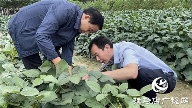 加强田间中后期管理 确保秋粮丰产丰收