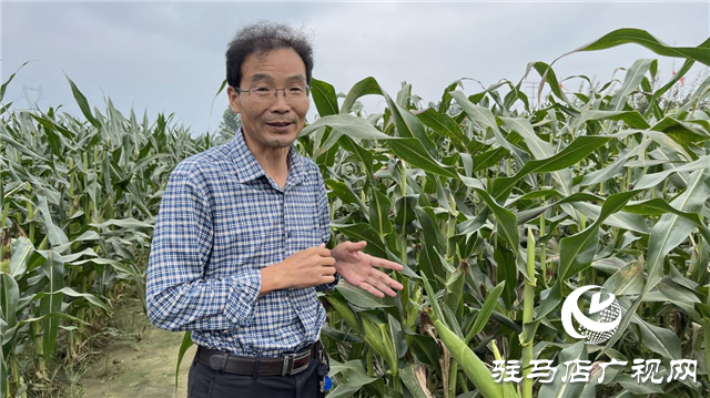 加强田间中后期管理 确保秋粮丰产丰收