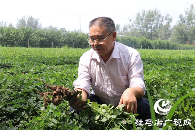 加强田间中后期管理 确保秋粮丰产丰收