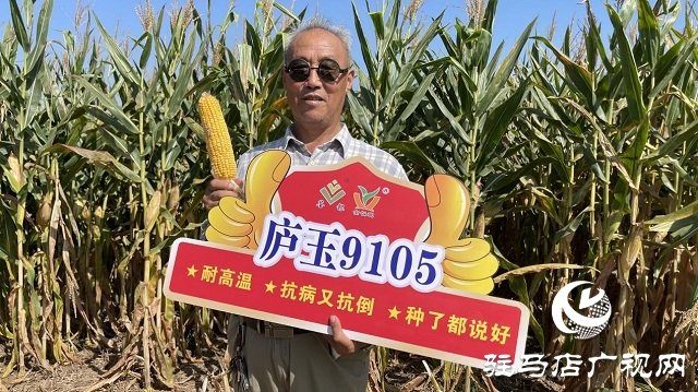 庐玉9105玉米青贮现场观摩会成功召开
