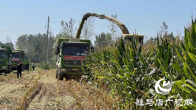 庐玉9105玉米青贮现场观摩会成功召开
