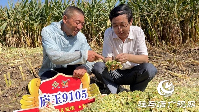 庐玉9105玉米青贮现场观摩会成功召开