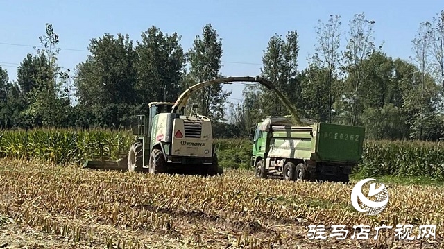 庐玉9105玉米青贮现场观摩会成功召开
