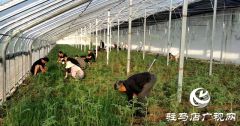 确山县双河镇：发挥干部作用 助力乡村振兴