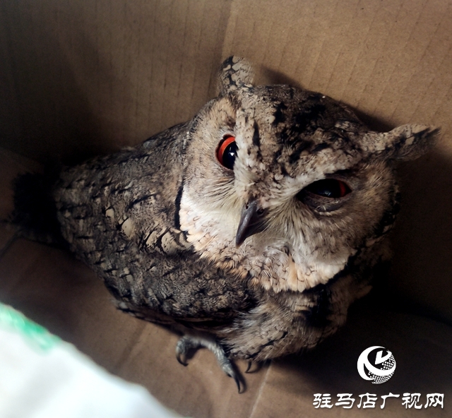 猫头鹰误闯居民家 民警悉心照料放归山林