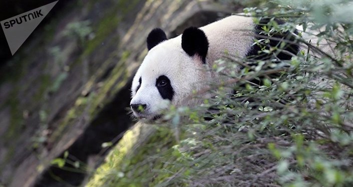 我国生物物种名录收录超12万个 大熊猫野生种群1864只