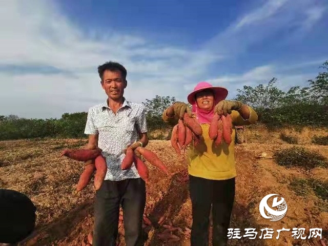 爱心助农 驻马店居然之家积极帮扶上门采购红薯