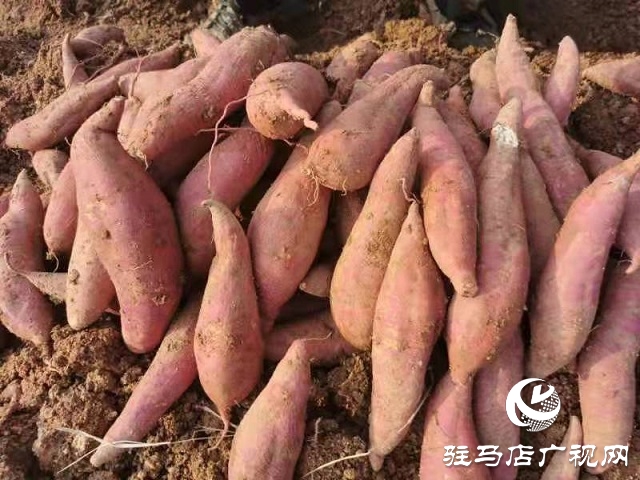爱心助农 驻马店居然之家积极帮扶上门采购红薯