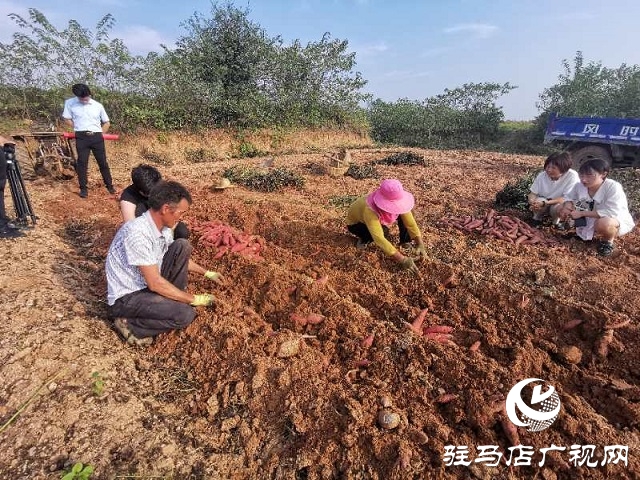 爱心助农 驻马店居然之家积极帮扶上门采购红薯