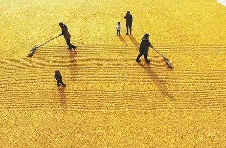 农业农村部：确保秋粮丰收到手、明年夏季粮油播种