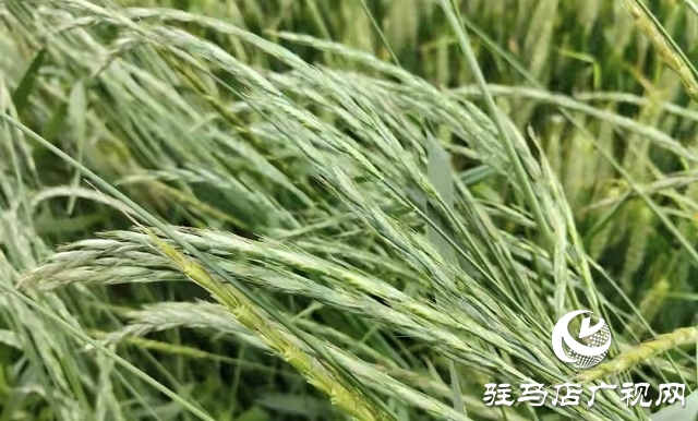 华夏种植合作社成功召开多花黑麦草除草培训会