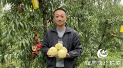 冬桃熟了 果农笑了