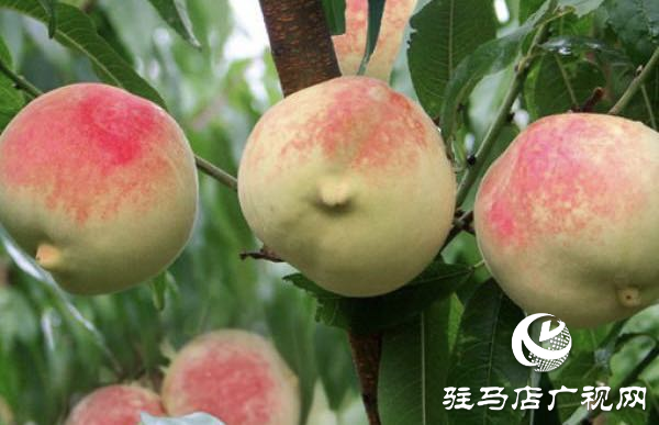 冬桃熟了 果农笑了