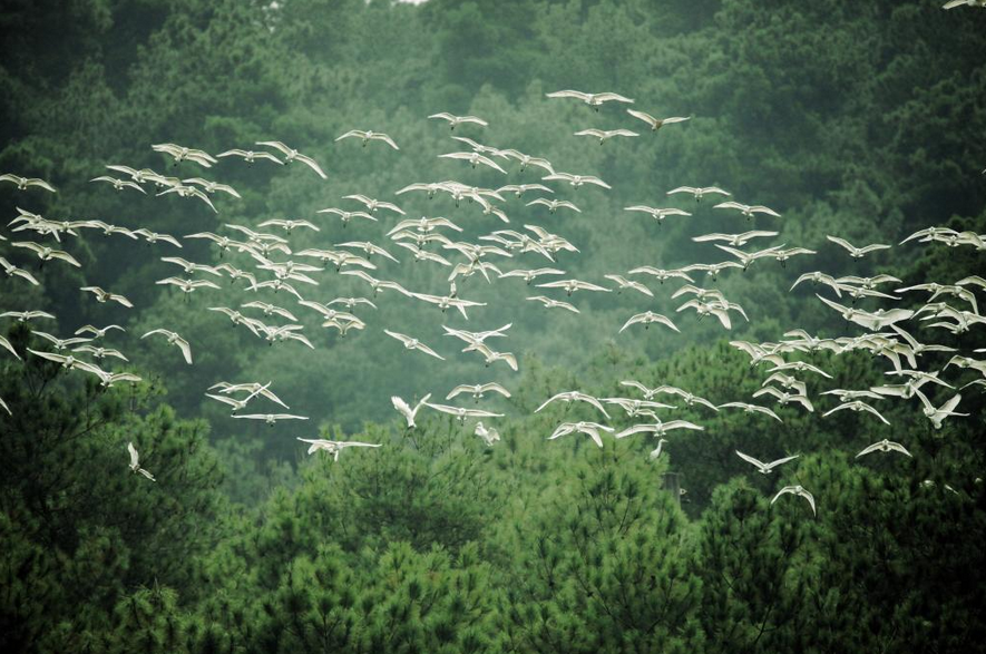 听，生物多样声