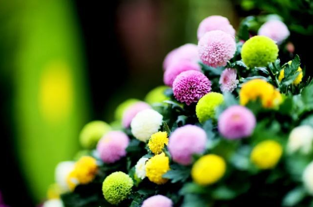 中国开封第39届菊花文化节来啦
