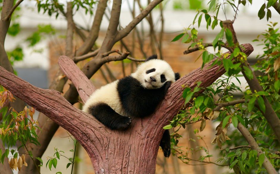 长知识！大熊猫是怎样取名的？