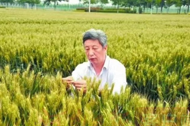 河南迎来首位“小麦院士”