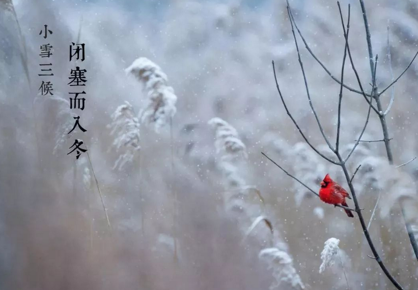 今日小雪｜晚来天欲雪，能饮一杯无？