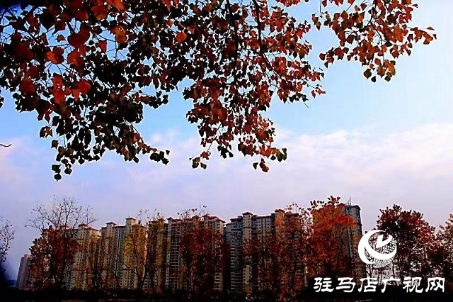 冬日初始时 暖阳耀天中