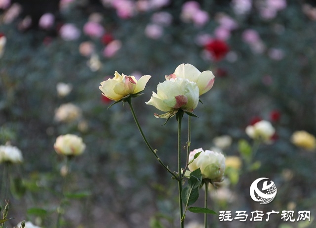 驻马店：初冬公园掠影