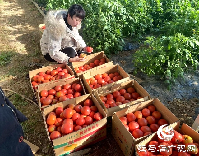 确山双河镇：瓜肥菜绿番茄红 产业拓宽致富路