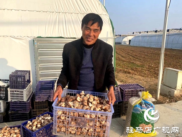 确山双河镇：瓜肥菜绿番茄红 产业拓宽致富路