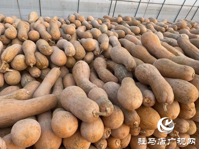 确山双河镇：瓜肥菜绿番茄红 产业拓宽致富路