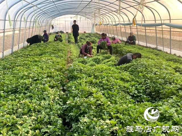 确山双河镇：瓜肥菜绿番茄红 产业拓宽致富路