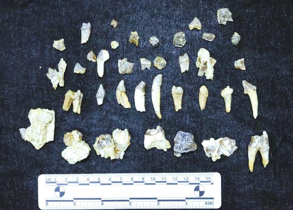 5000万年前隐鳃鲵科出现在河南