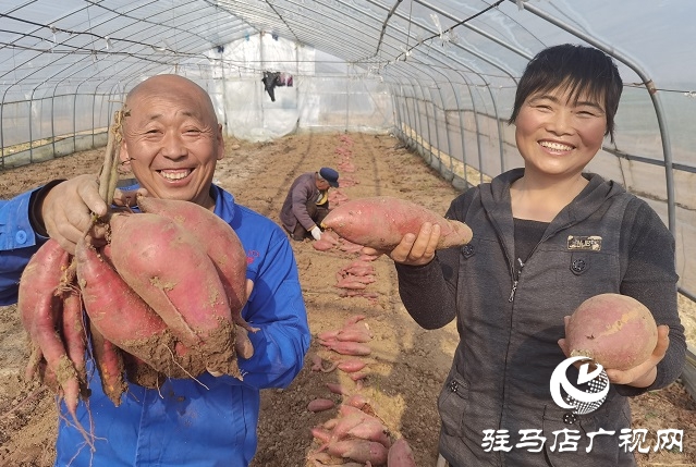 驻马店驿城区：多产稳增收 拓展致富路