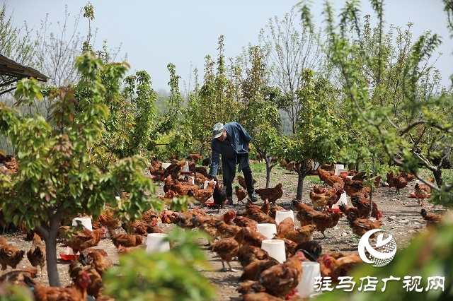 驻马店驿城区：多产稳增收 拓展致富路