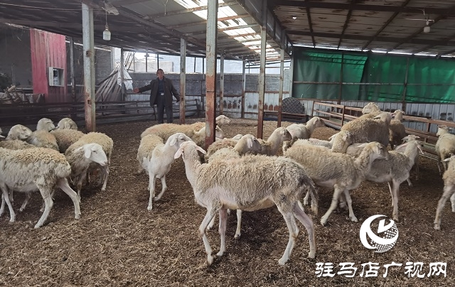 驻马店驿城区：多产稳增收 拓展致富路