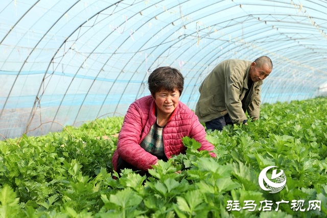 驻马店驿城区：多产稳增收 拓展致富路